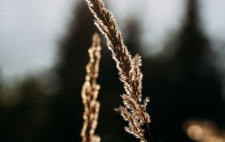 Hypnose Therapie München - Blog Psychotherapie 1