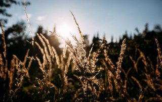 Hypnose Therapie München - Blog Psychotherapie 2